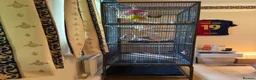 Mixed Breed birds for sale: bird cage only in Birmingham - Advert 1