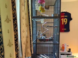 Mixed Breed birds bird cage only - Advert 2
