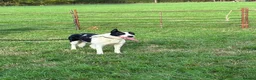 Smooth Collie dogs for sale: Female  - Advert 5
