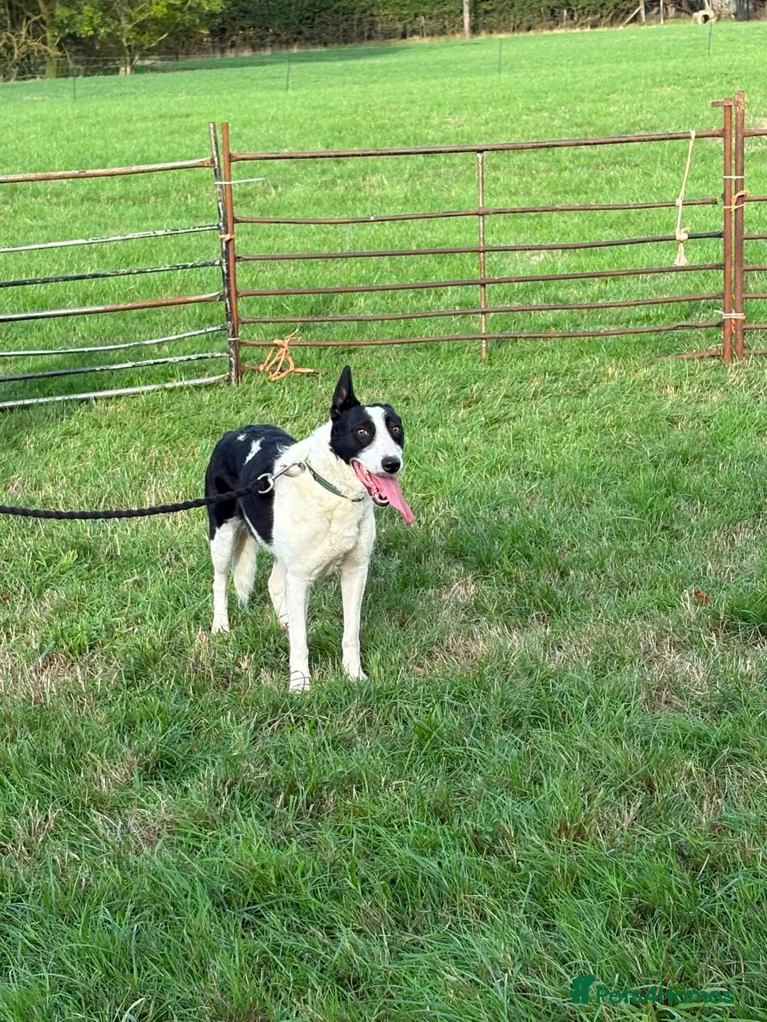 Smooth Collie dogs for sale: Female  - Advert 5