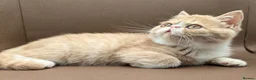 Exotic cats for sale: STUNNING EXOTIC SHORTHAIR MALE  - Advert 3