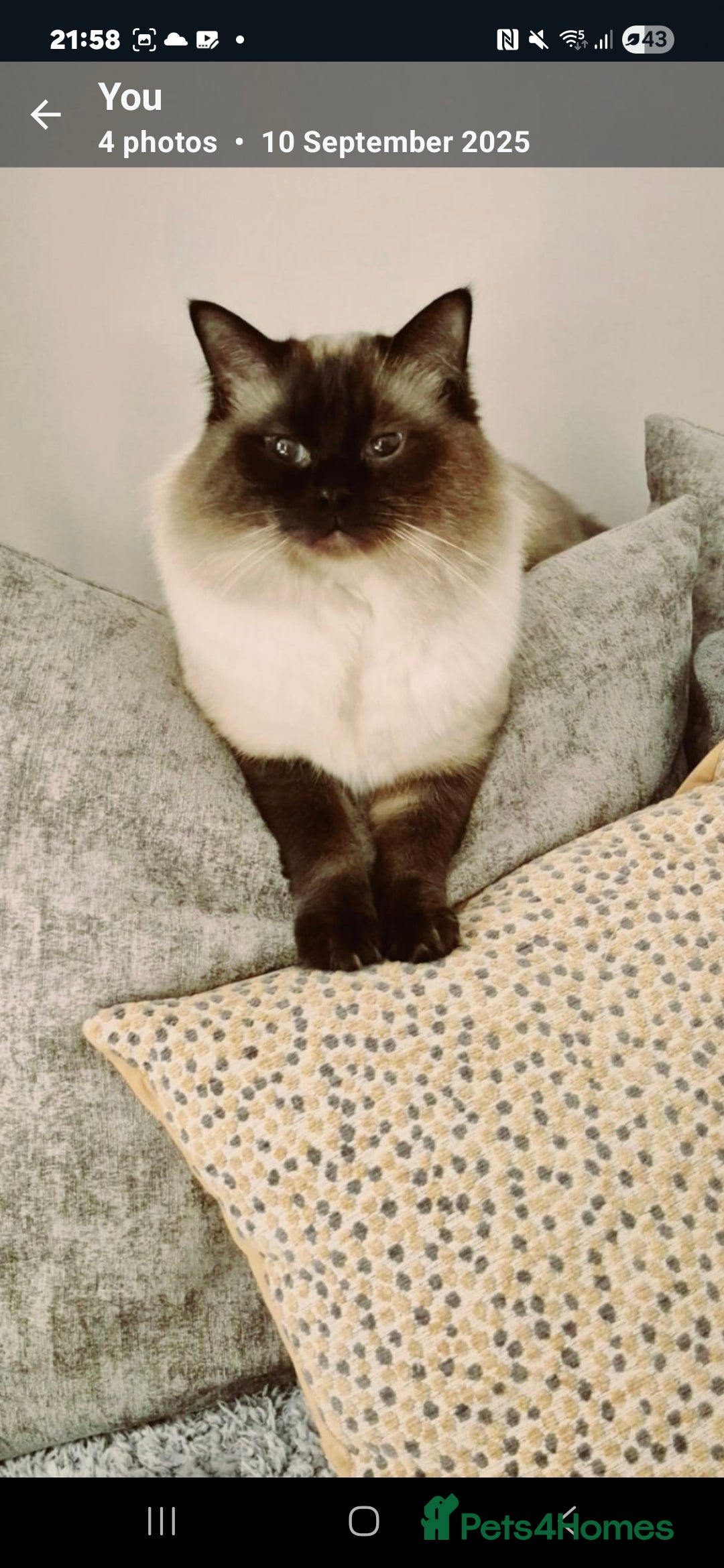 Ragdoll cats for sale: Pure Breed Ragdoll Kittens  - Advert 21