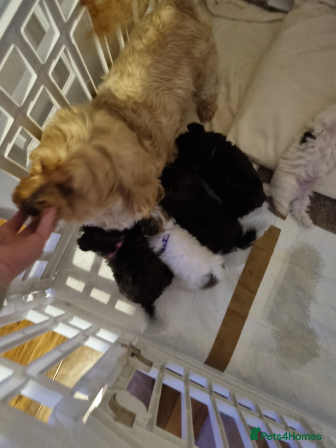 Bichon Frise dogs for sale: Bichon puppies for sale  - Advert 11