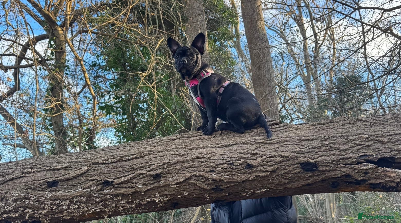 Mixed Breed dogs Lovely little girl puppy for rehoming  - Advert 1