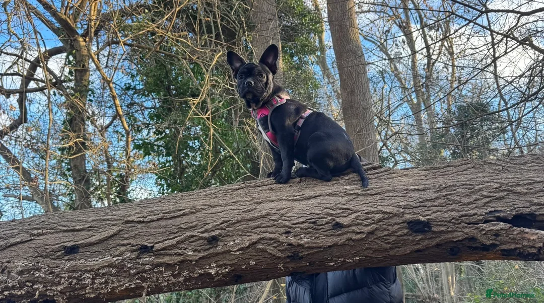 Mixed Breed dogs for sale: Lovely little girl puppy for rehoming  - Advert 1