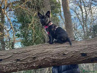 Mixed Breed dogs Lovely little girl puppy for rehoming - Advert 1