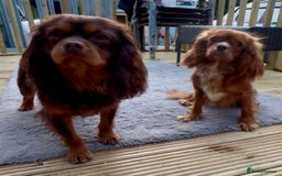 Cavalier King Charles Spaniel dogs for sale: 2 Males available  - Image 2