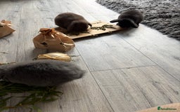 Mini Lop rabbits for sale: Gorgeous Mini Lops  - Image 21
