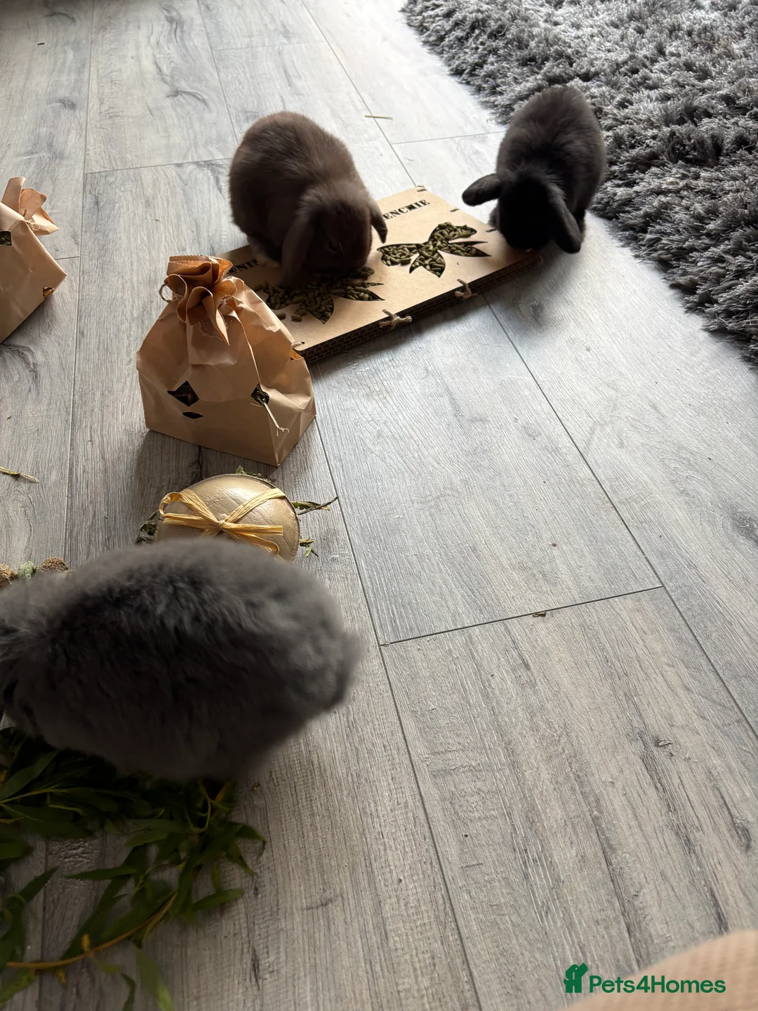 Mini Lop rabbits for sale: Gorgeous Mini Lops  - Advert 14