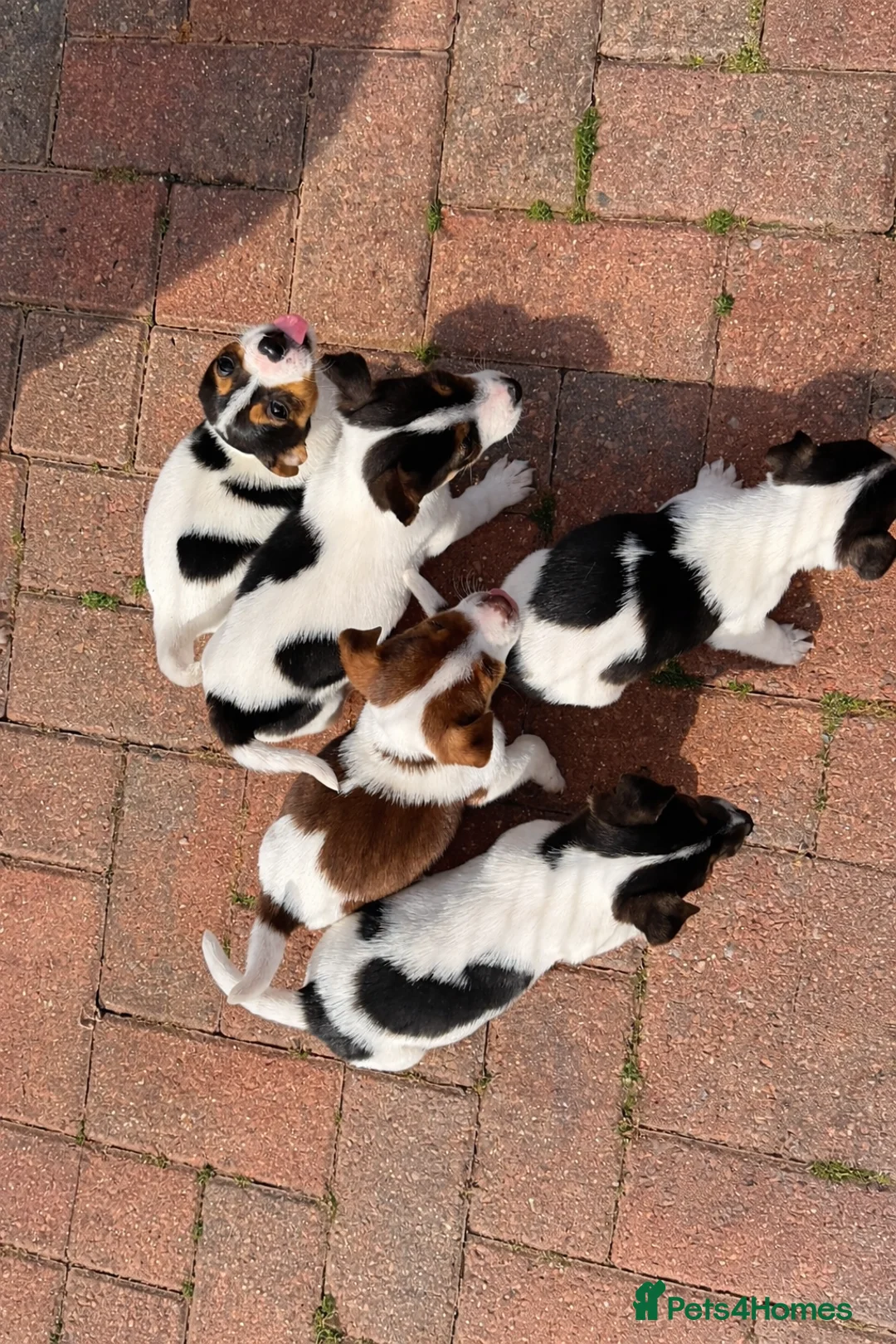 Jack Russell dogs for sale: 5 beautiful Jack Russell puppys  - Advert 1