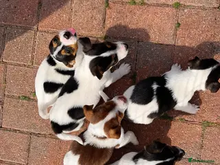 Jack Russell dogs 5 beautiful Jack Russell puppys - Advert 12