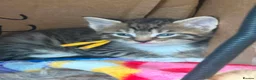 Norwegian Forest Cat cats for sale: 3 stunning half Norwegian kittens left - Advert 27