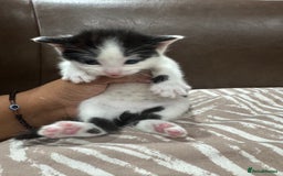 British Shorthair cats for sale: British Shorthair Kittens – Black & White & Beige - Image 8