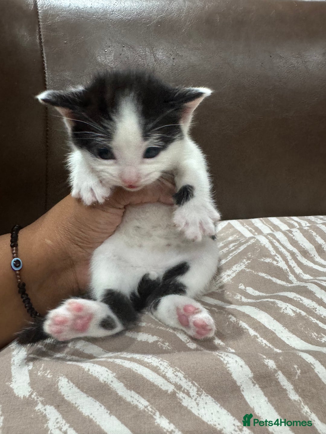 British Shorthair cats for sale: British Shorthair Kittens – Black & White & Beige - Image 8