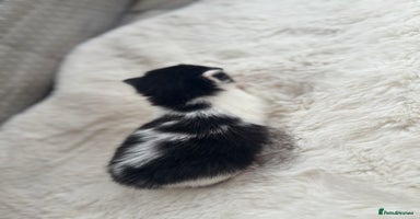 Mixed Breed cats - Advert 16