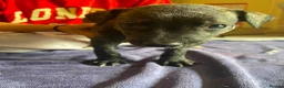 Lurcher dogs for sale: Beautiful Brindle puppies - Advert 12