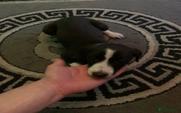 Mixed Breed dogs for sale: Stunning lurcher pup    - Image 4