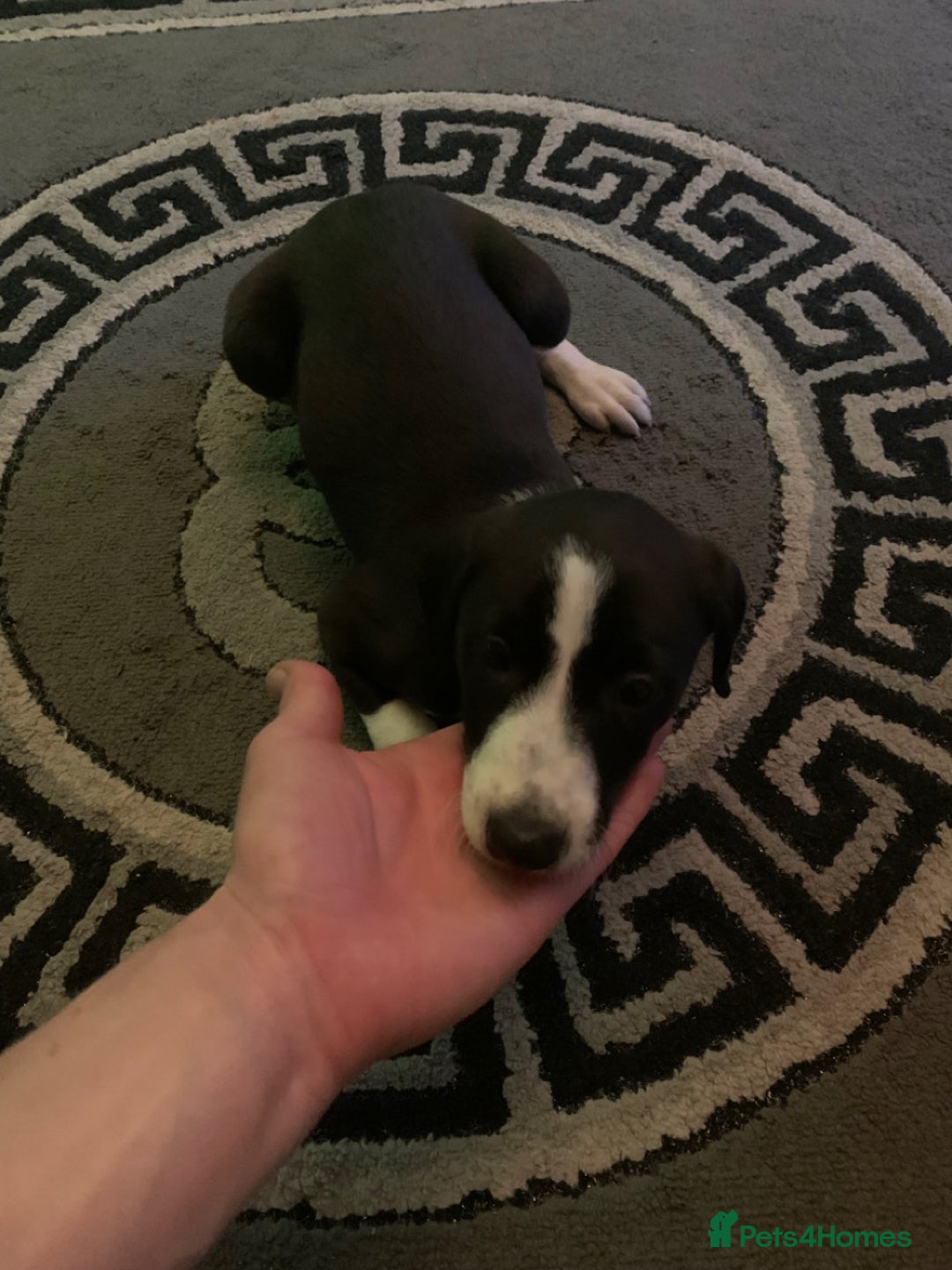 Mixed Breed dogs for sale: Stunning lurcher pup    - Image 4