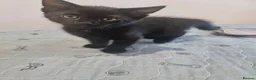 Domestic Shorthair cats for sale: Cute playful kittens . Hayling Island  - Advert 9