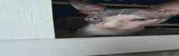Sphynx cats for sale: Blue eye sphynx boy, DBE TICA  GCCF,  kitten  - Advert 6