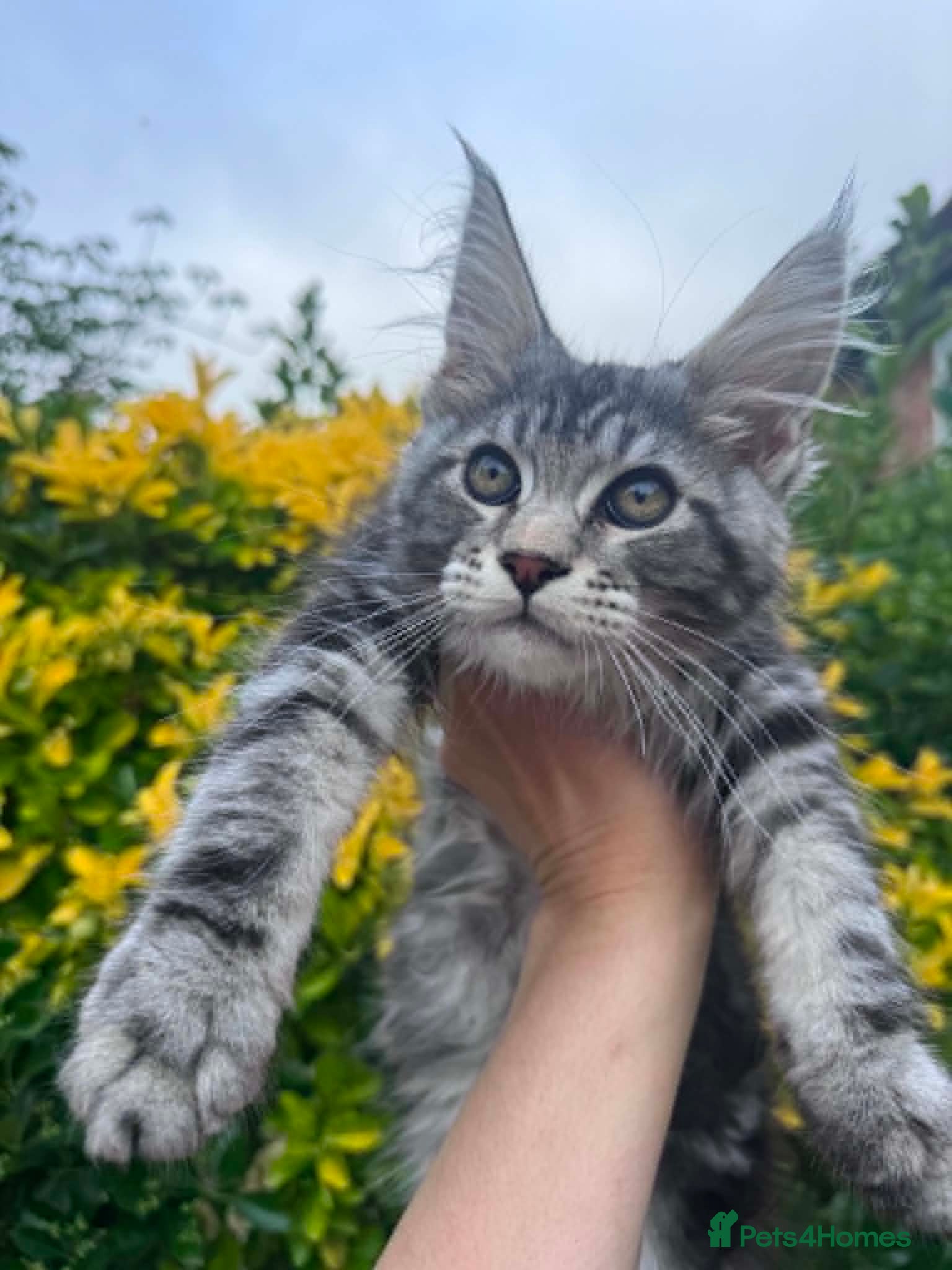 Maine Coon cats DNA tested Maine coon boy active - Advert 1