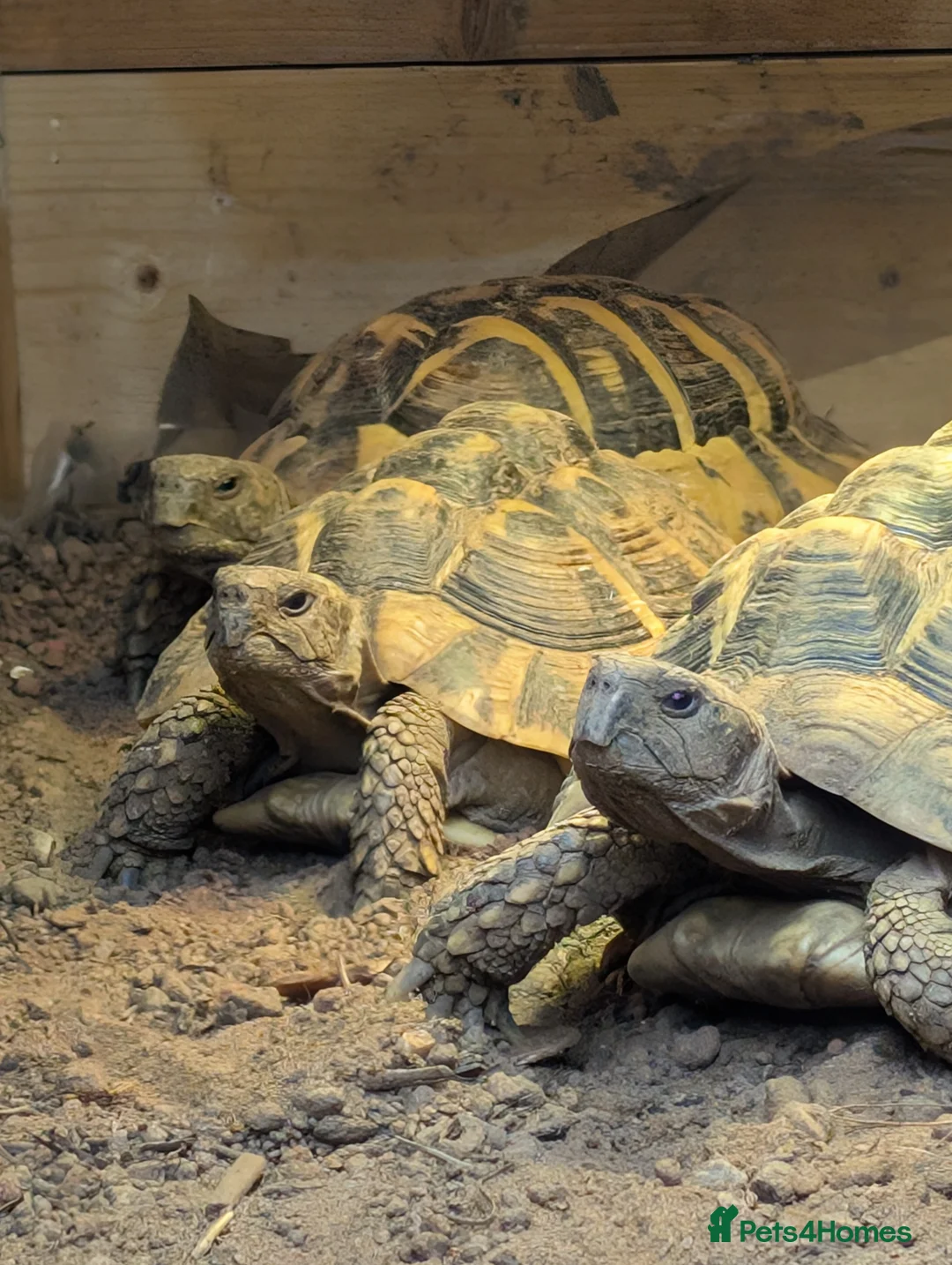 Hermann Tortoise reptiles for sale: Family of Herman Tortoise 4 Female 1 male - Advert 1