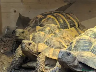 Hermann Tortoise reptiles Family of Herman Tortoise 4 Female 1 male - Advert 1