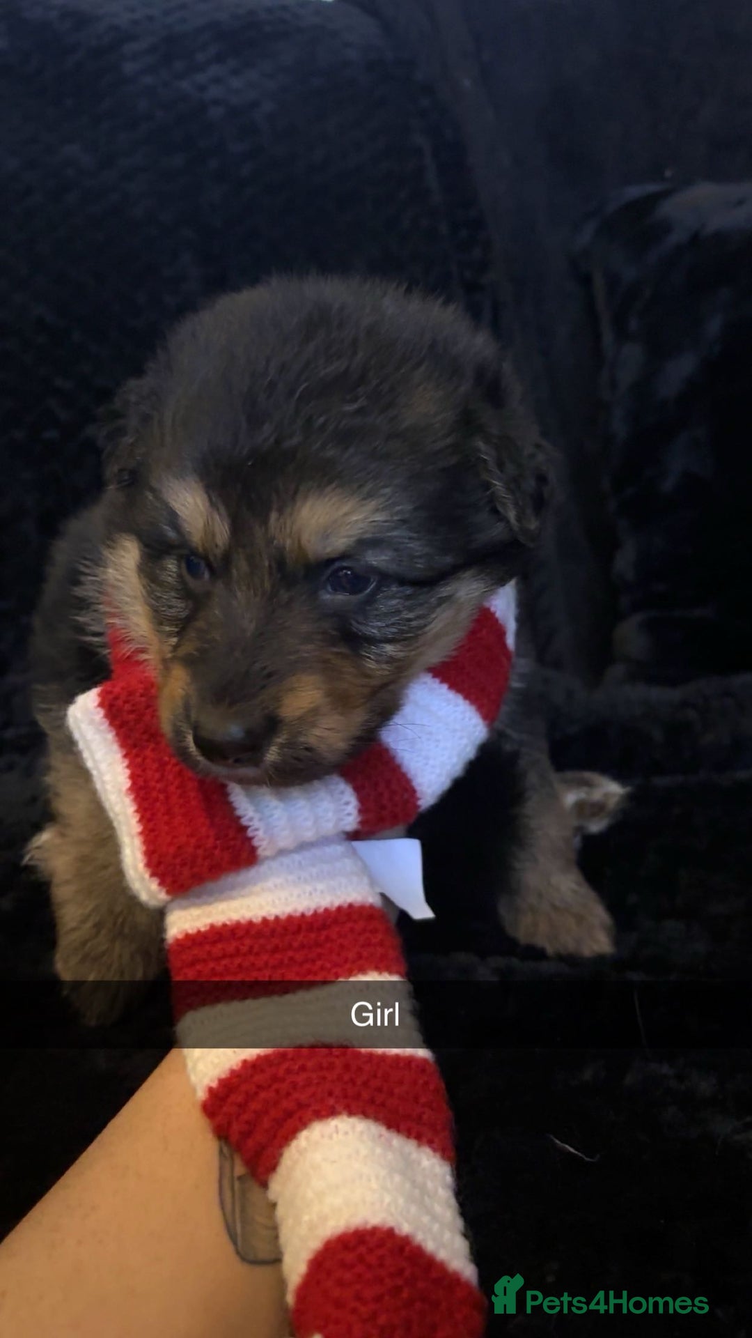 German Shepherd dogs for sale: German shepherd puppies  - Advert 5