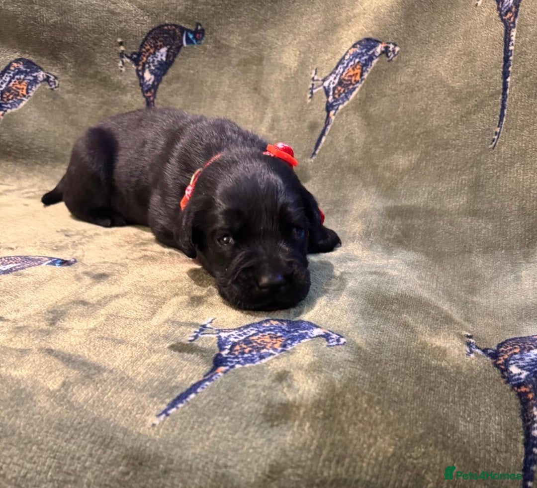 Labrador Retriever dogs for sale: Kc black Labrador puppies - Advert 4