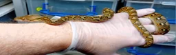 Python Snake reptiles for sale: Malayan Python Island Dwarf Form - Advert 4