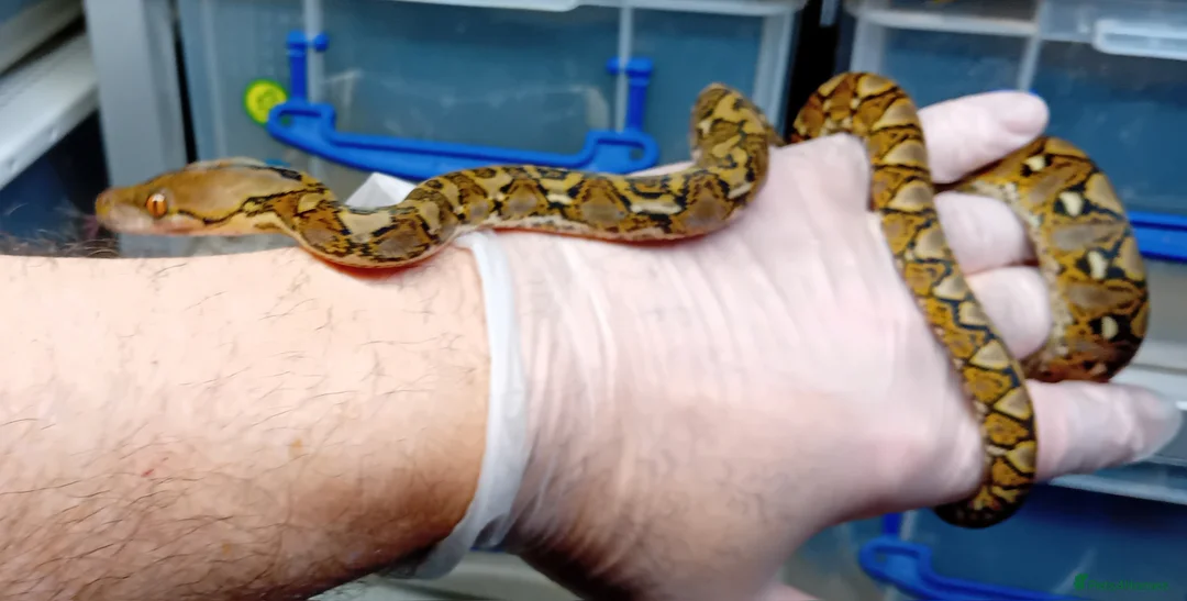 Python Snake reptiles for sale: Malayan Python Island Dwarf Form - Advert 4