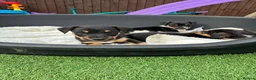 Jack Russell dogs for sale: Jack Russell puppies in Sandy - Advert 6
