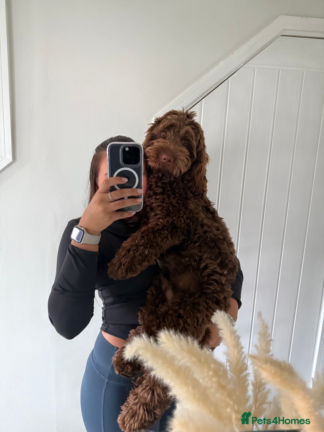 Cockapoo dogs for stud: F2 cockapoo Hugo for stud - Image 8