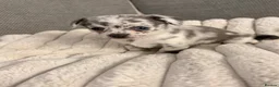 Chihuahua dogs for sale: Female Merle Chihuahua puppy - Advert 5