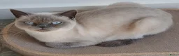 British Shorthair cats for sale: British blue shorthair kittens - Advert 9