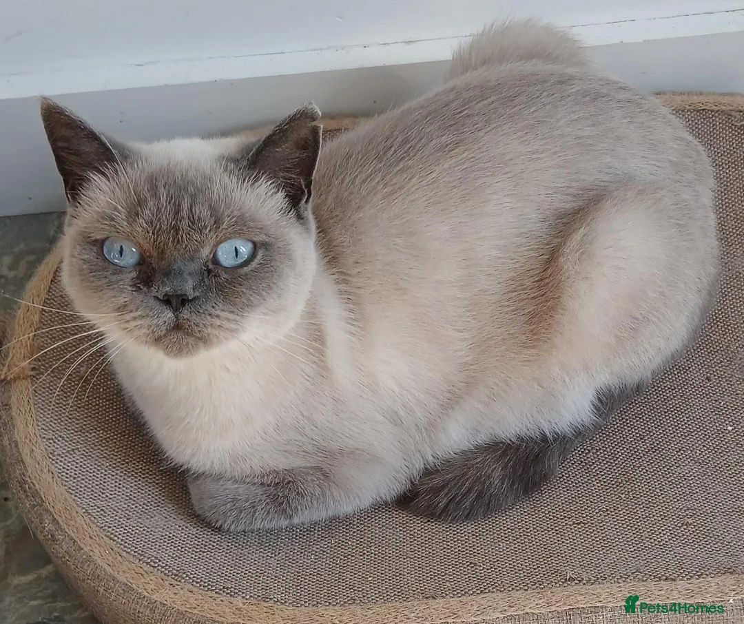 British Shorthair cats for sale: British blue shorthair kittens - Advert 9