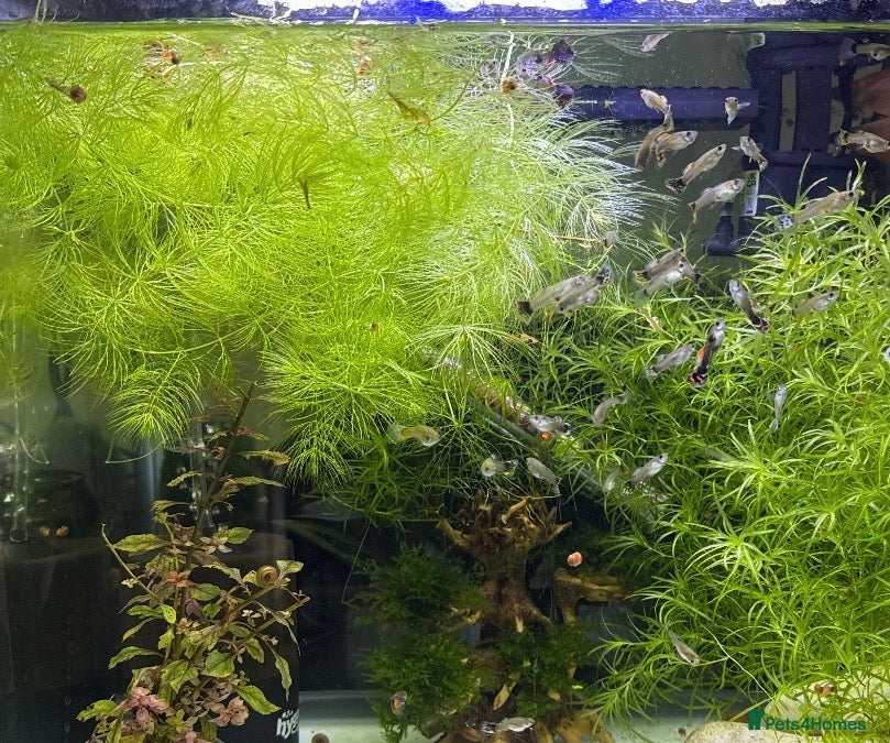Live Bearers fish Guppy’s  - Advert 1