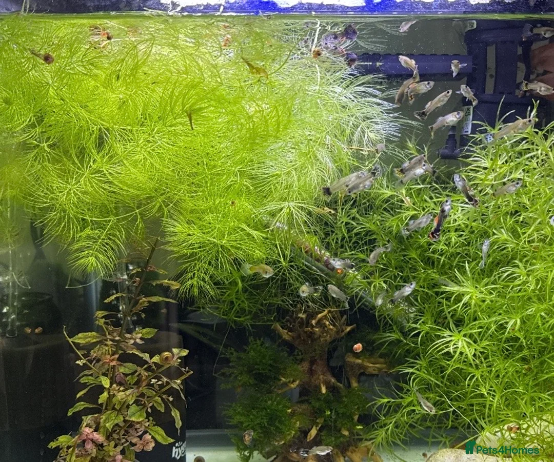 Live Bearers fish for sale: Guppy’s  in Manchester - Advert 1