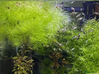 Live Bearers fish Guppy’s - Advert 12