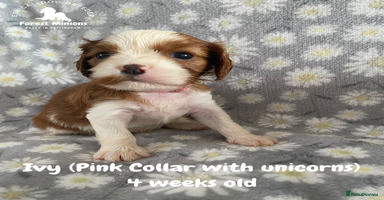 Cavalier King Charles Spaniel dogs - Advert 5