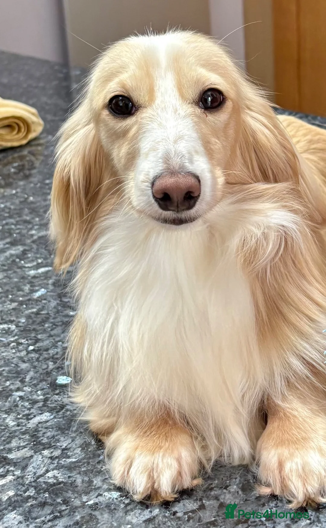 Dachshund dogs for sale:  Miniature Long Haired Dachshund puppies - Advert 2