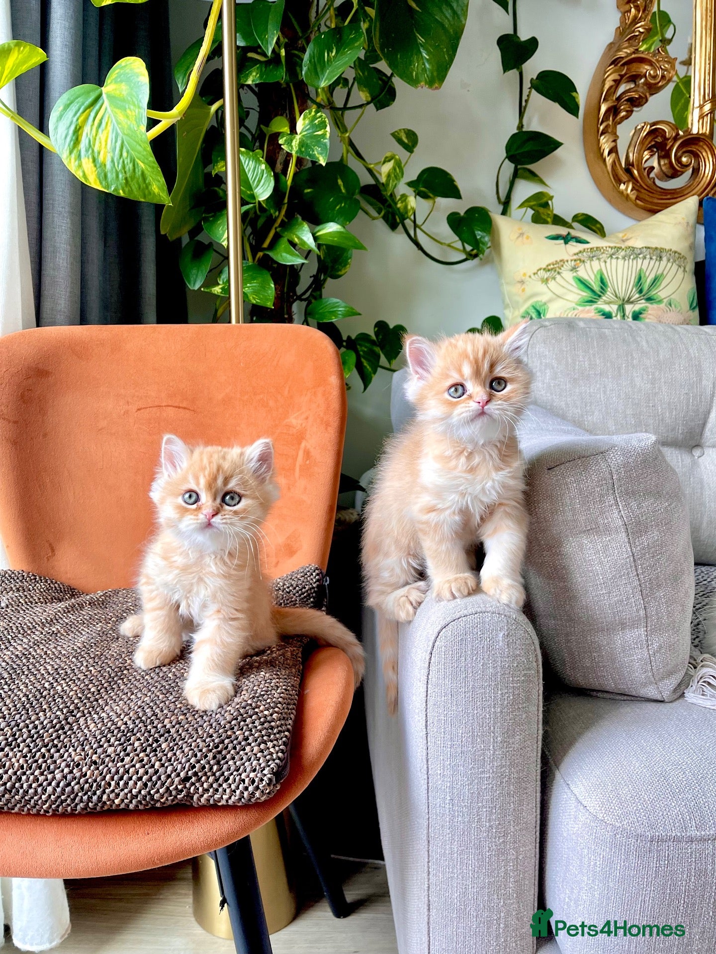 Persian cats 2 Persian adorable kittens - Advert 12