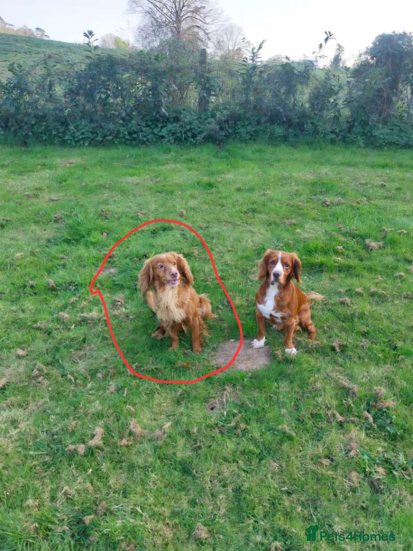 Cocker Spaniel dogs Ginger Cocker spaniel (Lou) - Advert 1
