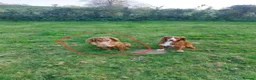 Cocker Spaniel dogs for sale: Ginger Cocker spaniel (Lou) in Plymouth - Advert 1