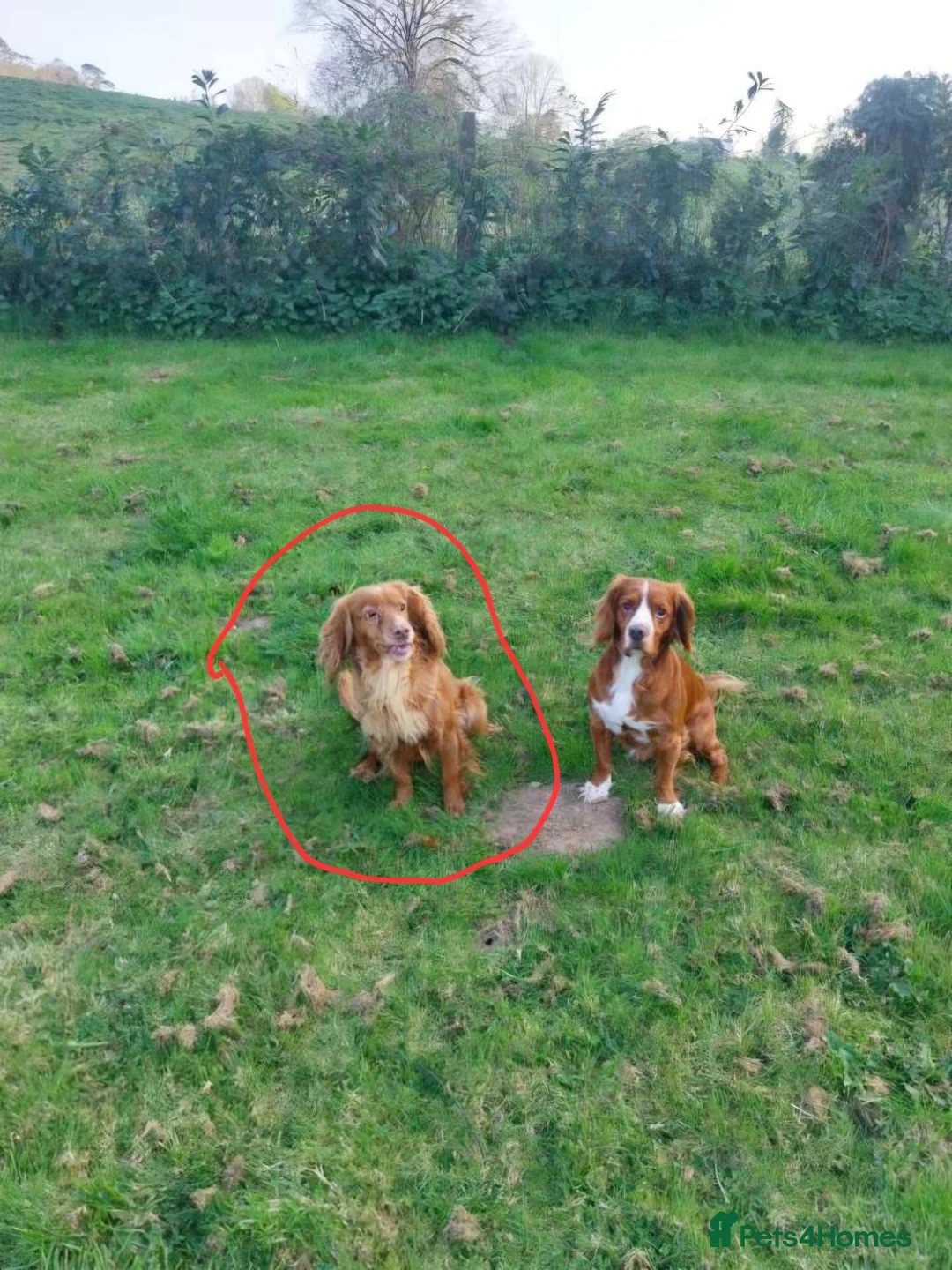 Cocker Spaniel dogs for sale: Ginger Cocker spaniel (Lou) in Plymouth - Advert 1