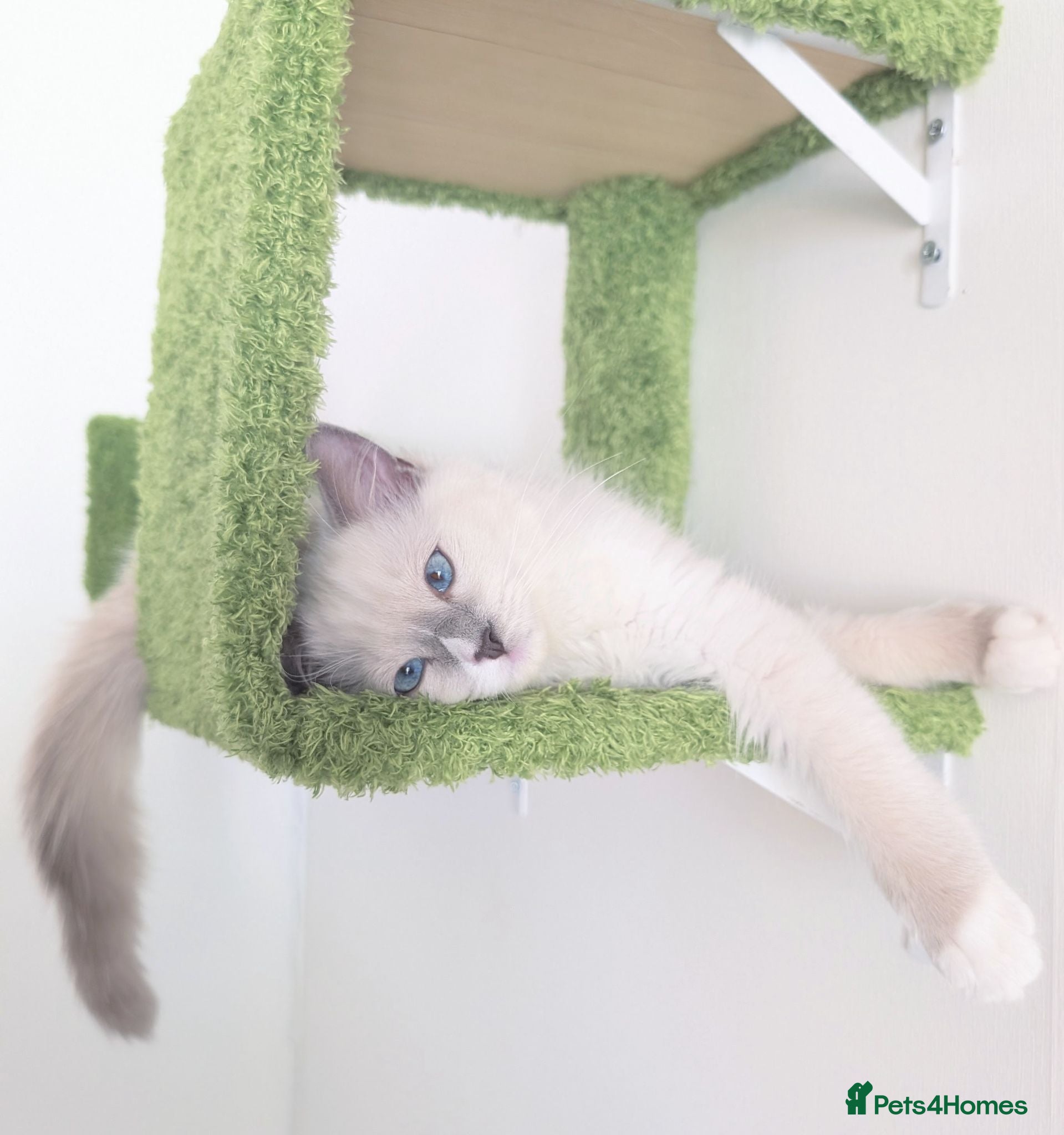 Ragdoll cats TICA,Champion,pedigree female Ragdoll kitten  - Advert 14