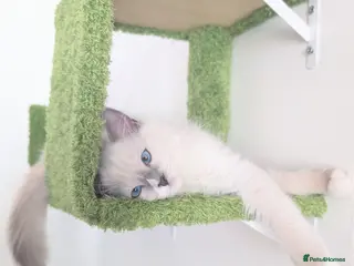 Ragdoll cats TICA,Champion,pedigree female Ragdoll kitten - Advert 14