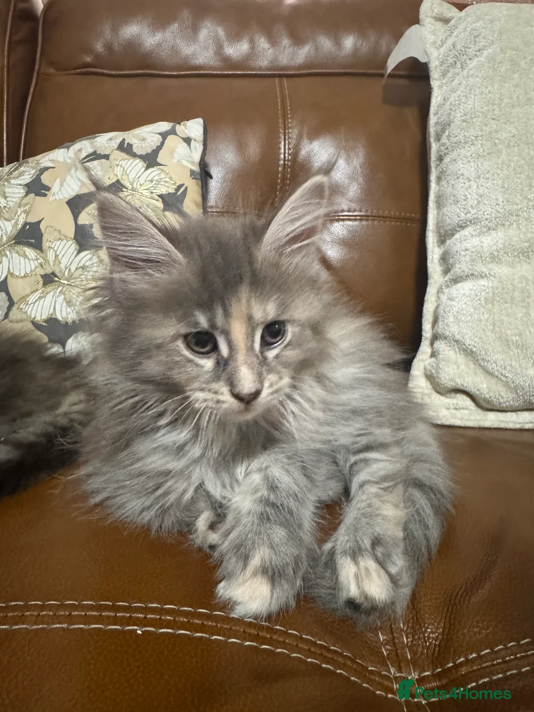 Maine Coon cats for sale: One blue tortie girl Mainecoon left  - Advert 3