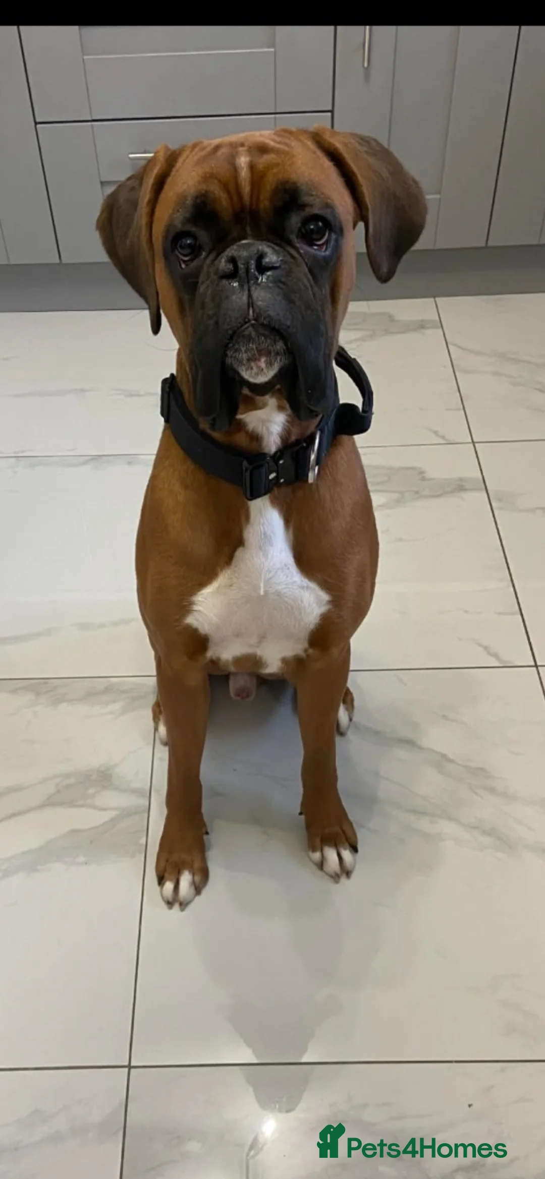 Boxer dogs for sale: IKC Reg Boxer puppies  - Advert 10