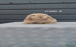 Mini Lop rabbits for sale: Male and female mini lops  - Image 1